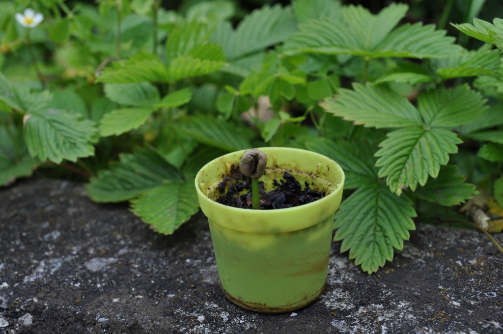 An image of a very young coffee seedling, with the body of the seed still showing atop a very short green stem. In the background it shows the leaves of strawberry plants.
